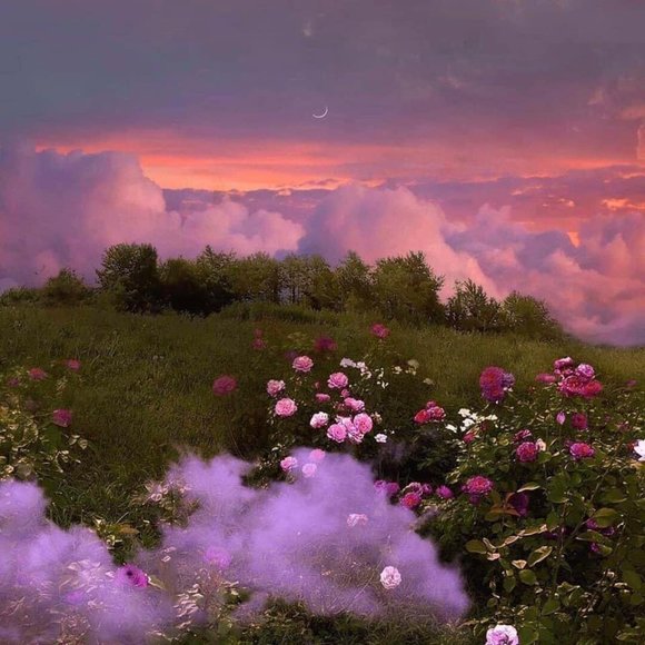 Meet your Posher, Stitch - Picture 3 of 6